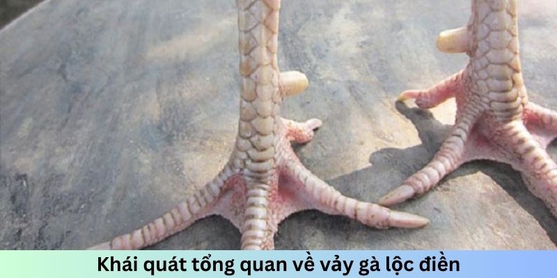 Khái quát tổng quan về vảy gà lộc điền